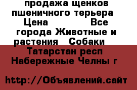 продажа щенков пшеничного терьера › Цена ­ 35 000 - Все города Животные и растения » Собаки   . Татарстан респ.,Набережные Челны г.